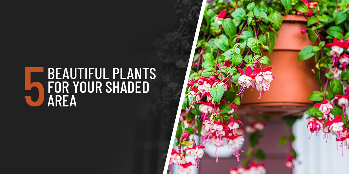 5 Beautiful Plants for Your Shaded Area