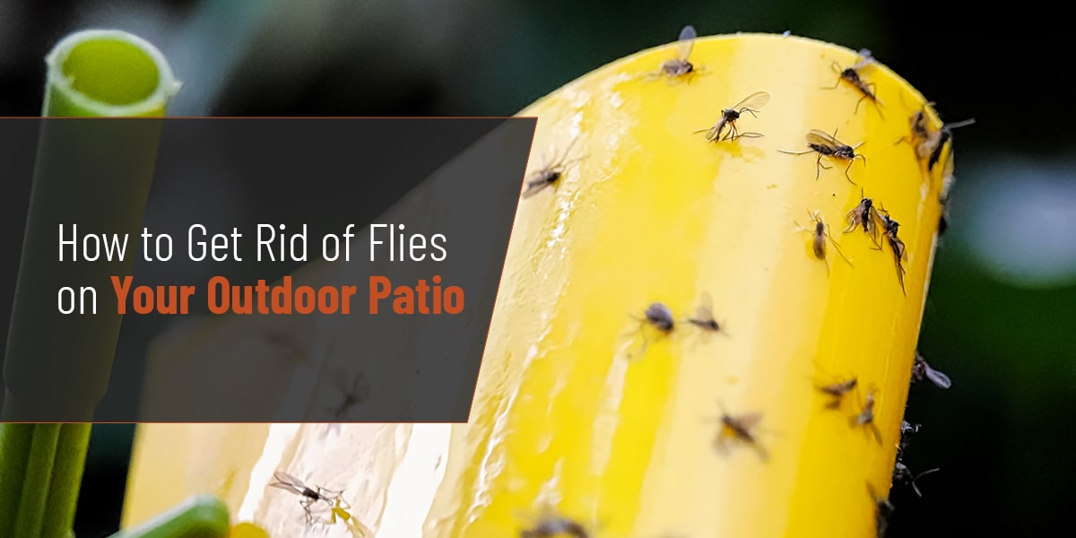 How to get rid of fruit flies naturally