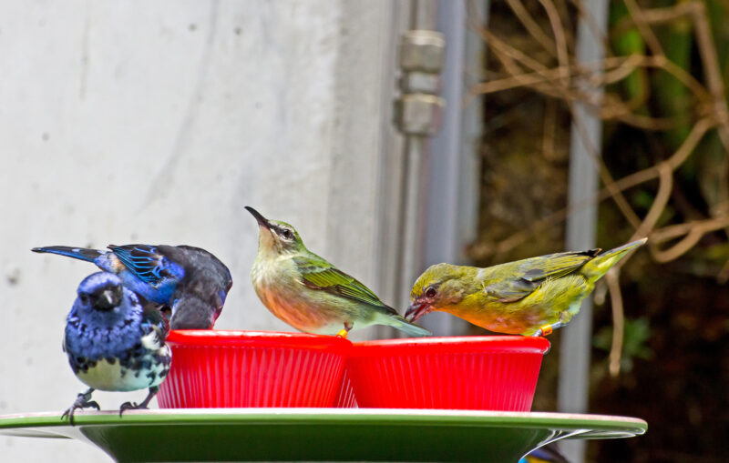 birds on patio