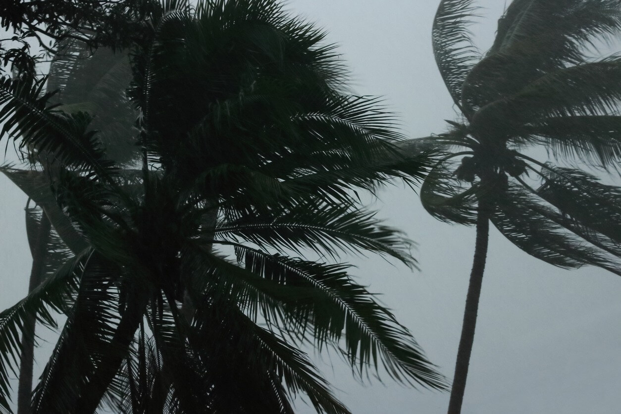 palms tree during heavy wind