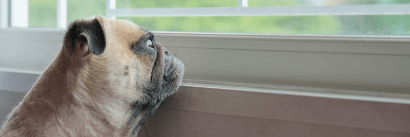 pug looking out window