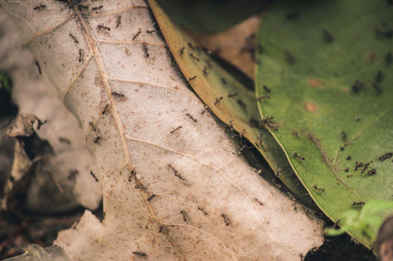 Common Insects In Texas | Shading Texas